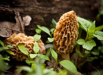 How to grow morel mushrooms