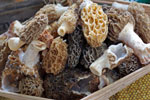 Morel recipes