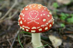 Beware poisonous mushrooms