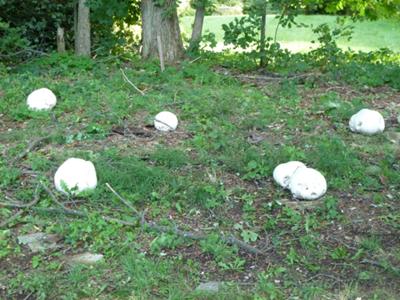 Giant Puffball fairy ring