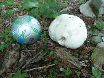 Puffball bigger than #5 soccer ball!
