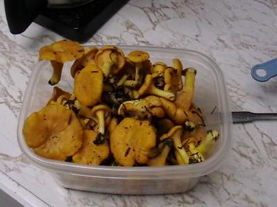 Chanterelles