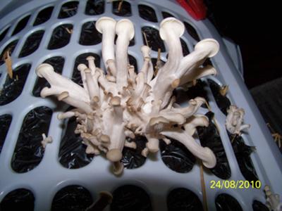 My first flush of oyster mushrooms