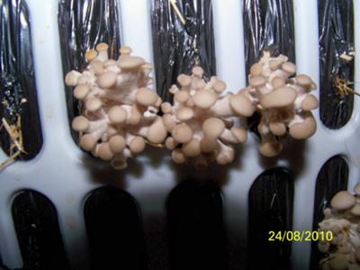 Look at em grow!