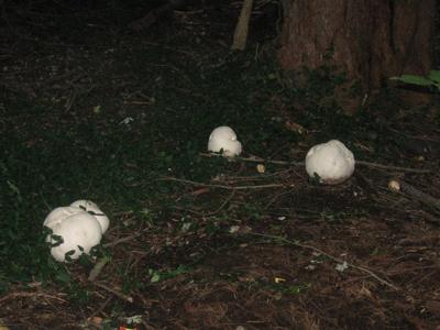 Group of 4 large puffball mushrooms