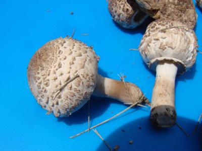 Clarkeinda trachodes
