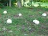 Giant Puffball fairy ring