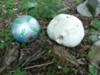 Puffball bigger than #5 soccer ball!