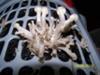 My first flush of oyster mushrooms