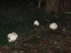 Group of 4 large puffball mushrooms