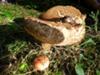 Toad on a toadstool
