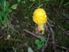 Yellow Toadstool