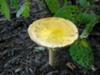 Another yellow toadstool