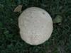 Cantaloupe?