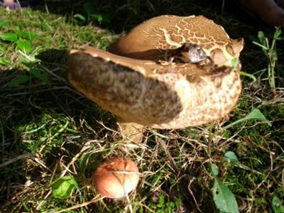 Toad on a toadstool