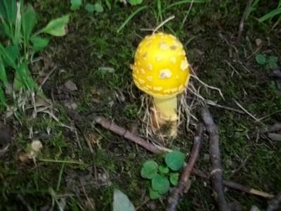 Yellow Toadstool