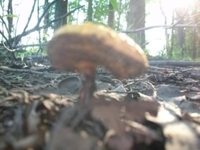 Toadstool mushroom in the forest