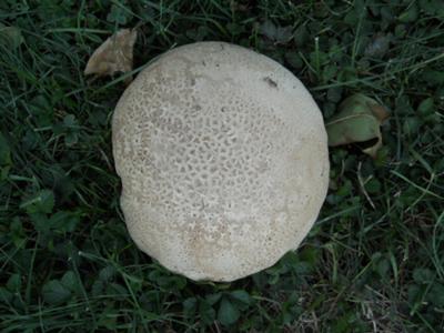 Cantaloupe?