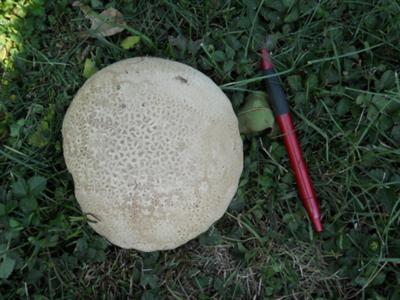 Size Equivalent
