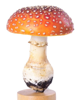 Amanita muscaria