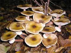 A species of honey fungus, Armillaria mellea