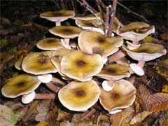 Honey Fungus Information