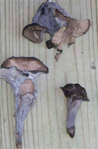 Black trumpet mushrooms close up