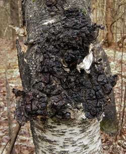 Chaga "mushroom" on a birch tree