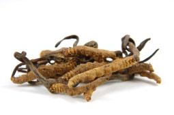 Dried Cordyceps sinensis 