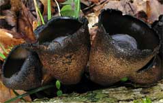 The devil's urn mushroom