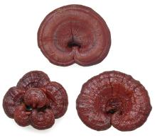 dried reishi mushrooms