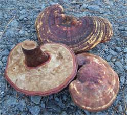 dried reishi mushrooms