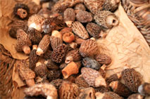 Edible mushrooms being dried - morels