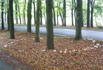 A tethered fairy ring