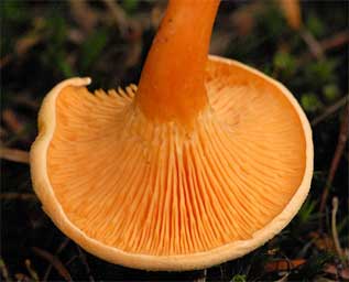 Chanterelle Mushrooms: Identification and Look-Alikes