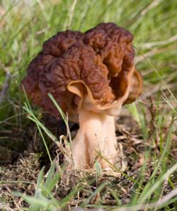 Morel toxin. Morel gomba - fotó és leírás, gyógyító tulajdonságok és alkalmazás - Édesség