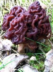 False Morel Mushroom - One of the poisonous mushrooms