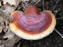 A reishi mushroom - Ganoderma lucidum