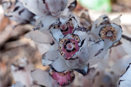 Closeup view of the ghost plant