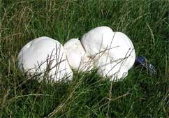 Giant puffball mushroom cultivation - can it be done?
