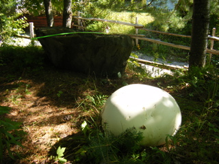 Giant puffball mushroom near a wheelbarrow