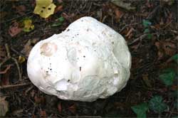 A giant puffball mushroom - Calvatia gigantea