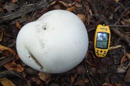 champignon boule de puffball géante - Calvatia gigantea