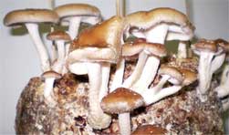 Shiitake growing on a mushroom growing kit