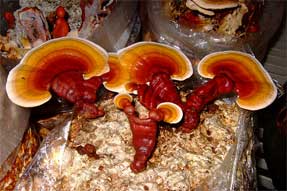 Grow reishi mushrooms indoors