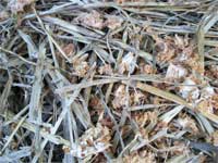 Cereal straws can be used to grow mushrooms