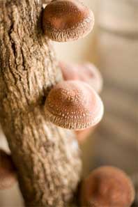 Learn how to grow mushrooms on logs
