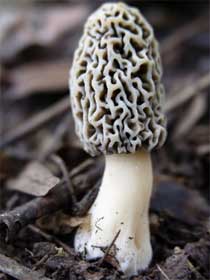 Morel mushroom growing
