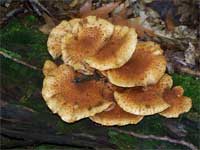 Learn about mushroom identification!