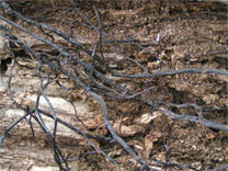 Rhizomorphs of honey mushrooms